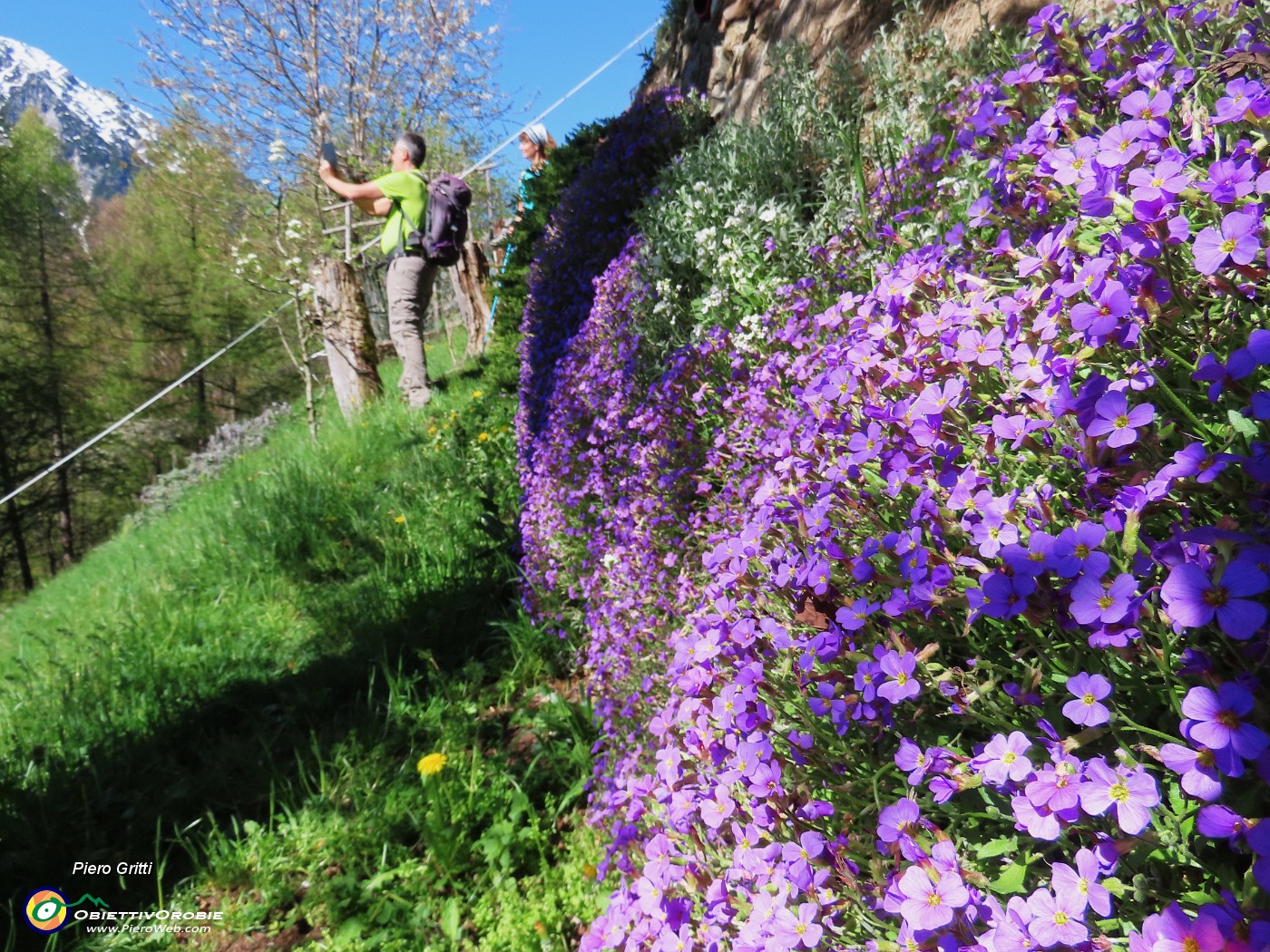 36 Bella cascata di fiori Aubrieta.JPG